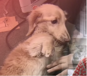 ドンファンの飼い犬