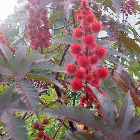 トウゴマからひまし油を採取し、その葉を繊維業者に販売する事業も新たに手掛けました。